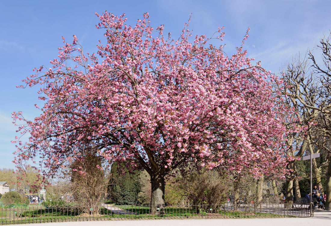 Mountain Cherry Tree: Discover the Enchanting Beauty and Benefits of This Stunning Blossom