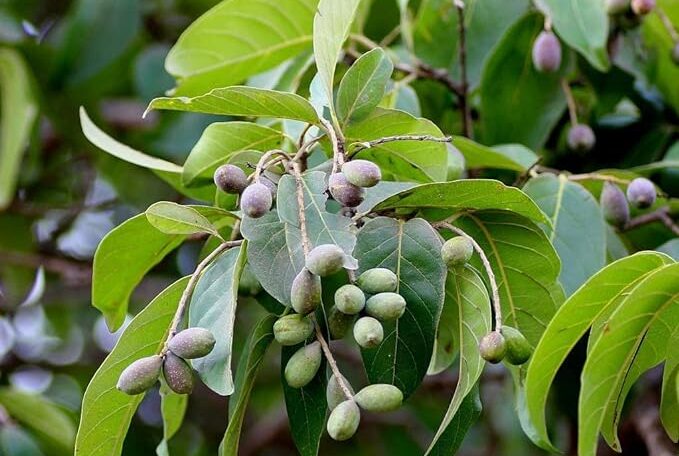 Myrobalan Tree: Nature's Superfruit for Health & Wellness
