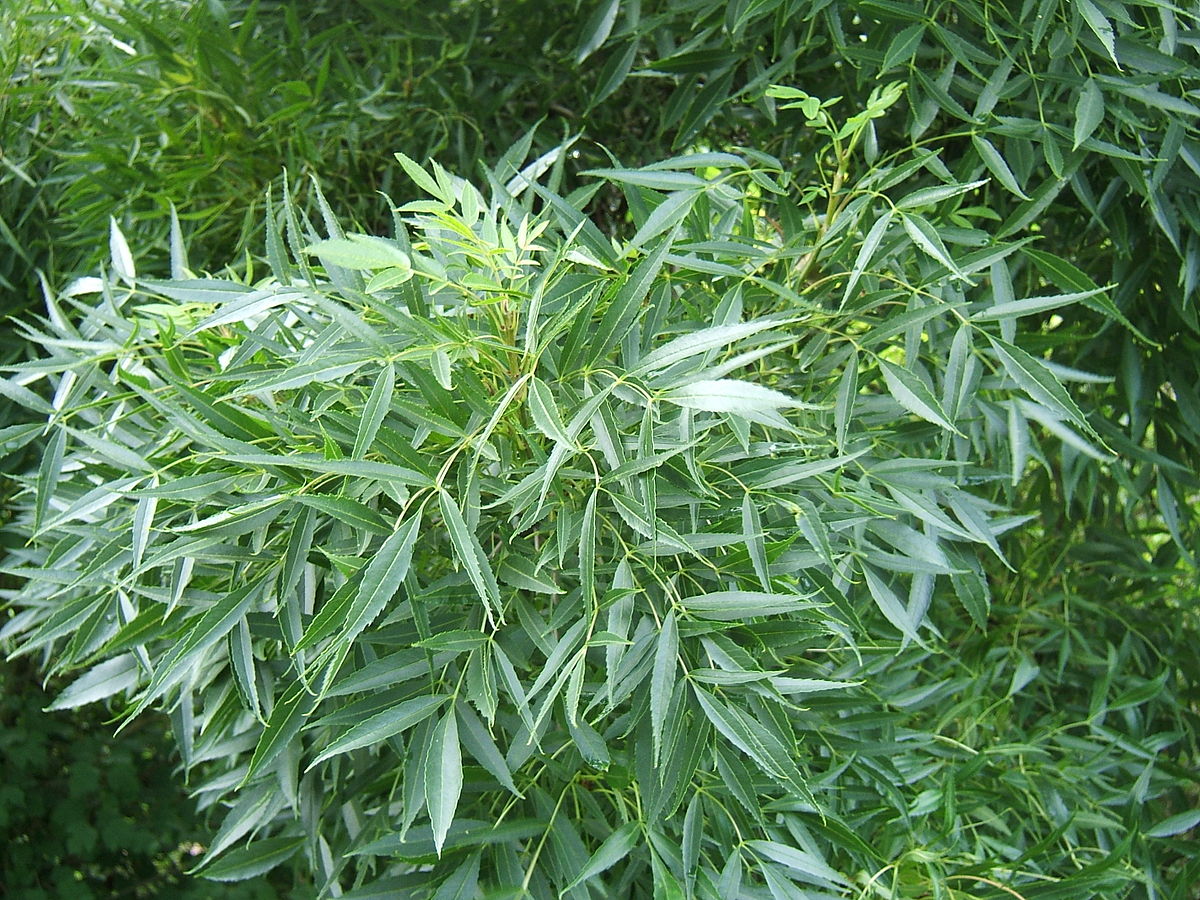 Narrow Leaf Ash Tree: The Ultimate Guide to Benefits & Care