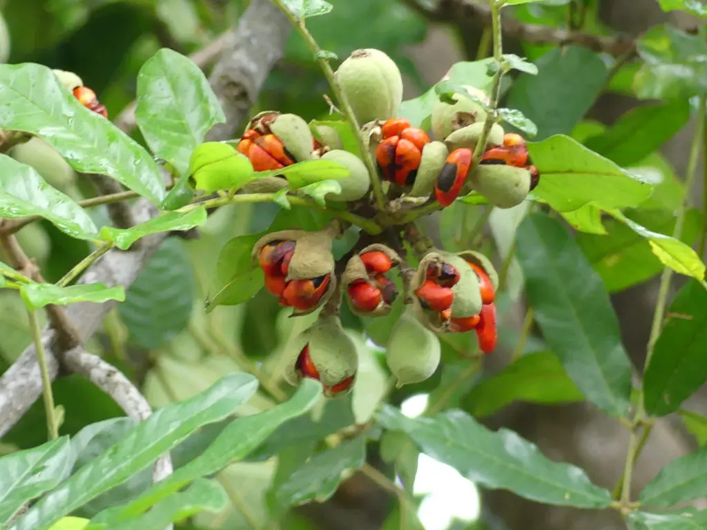 Natal Mahogany Tree: Unlocking the Secrets to Its Beauty, Benefits, and Sustainable Growth
