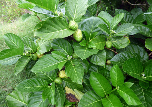 Noni Tree: Unlocking the Secrets of Nature's Superfruit for Ultimate Health Benefits
