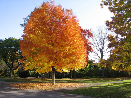 Norway Maple Tree: The Ultimate Guide to Its Beauty, Benefits, and Care Tips!