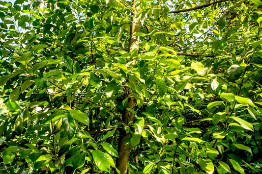 Nutmeg Tree: Unlocking the Secrets of Nature's Spice Powerhouse for Health and Flavor