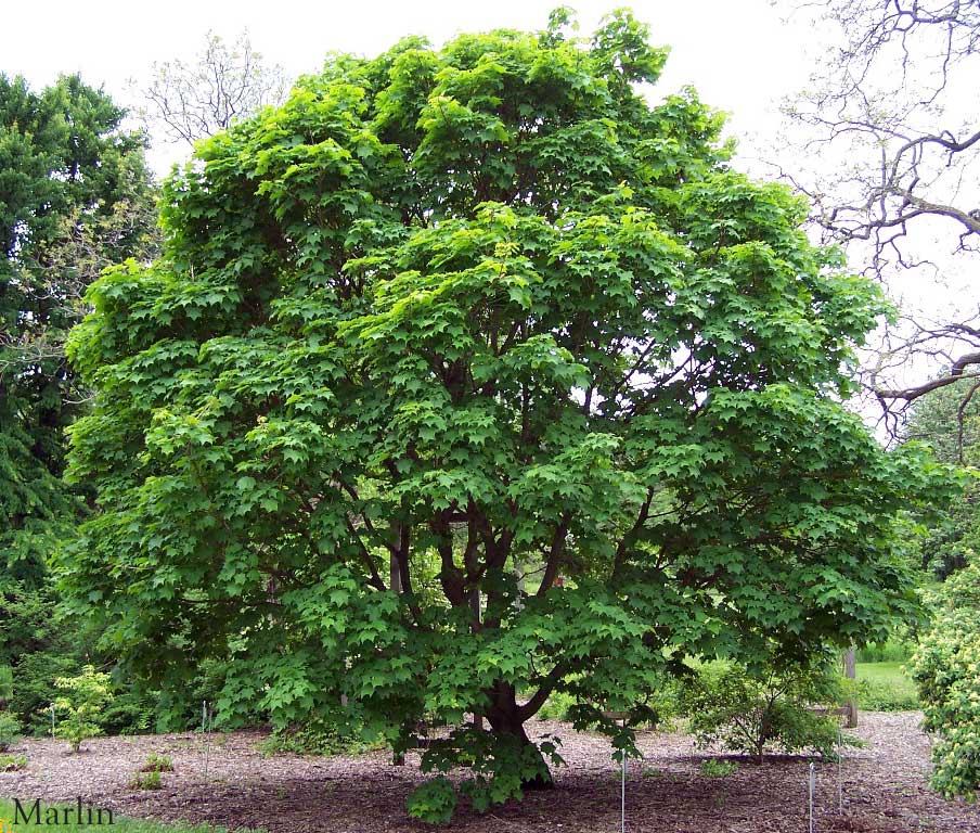 Painted Maple Tree: Transform Your Landscape with Vibrant Colors and Unique Beauty!