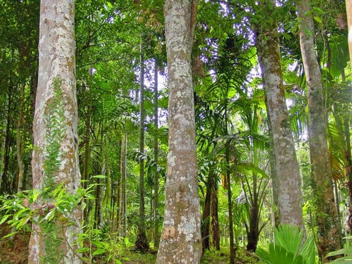 Panama Redwood Tree: Unveiling the Secrets of Nature's Majestic Giant