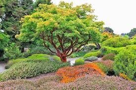 Paperbark Maple Tree: The Ultimate Guide to Its Stunning Beauty and Care Tips!