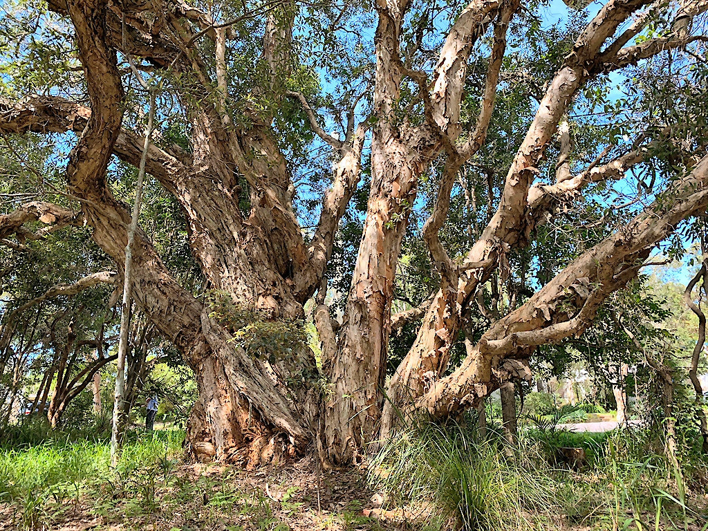 Paperbark Tea Tree: Nature's Healing Wonder for Health & Wellness