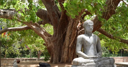 Peepal Tree: The Tree That Breathes Life and Spirituality