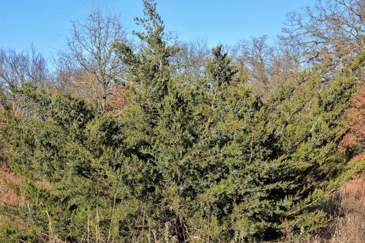 Pencil Cedar Tree: The Ultimate Guide to Growing and Caring for This Unique Evergreen!