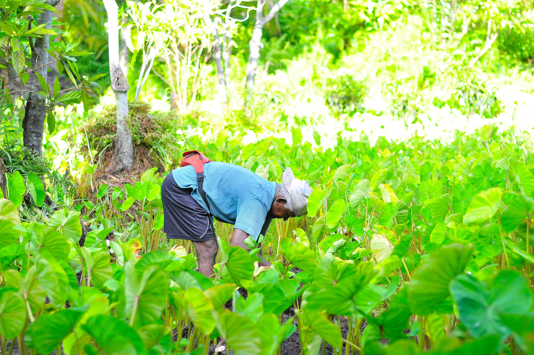 Growing Prosperity: Trees for Farmers