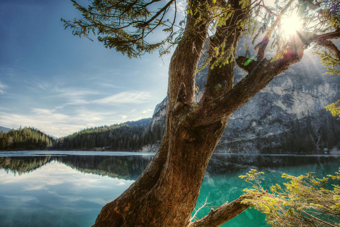 Trees and Forests Fight Climate Change and Water Pollution