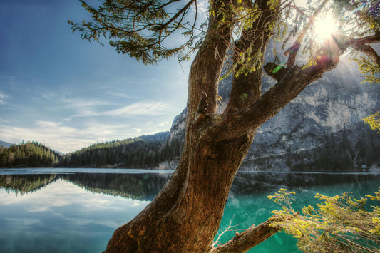 Trees and Forests Fight Climate Change and Water Pollution