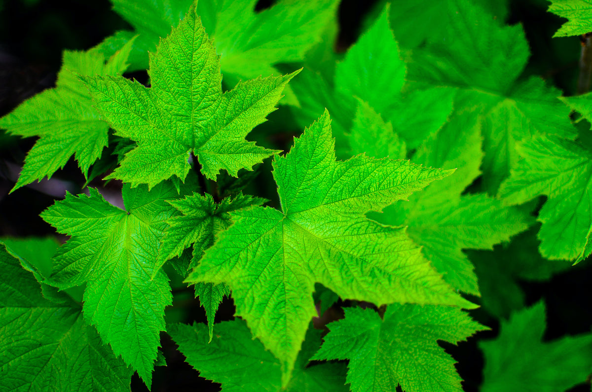 Leaves of Legacy: Documenting Tree Plantation Triumphs