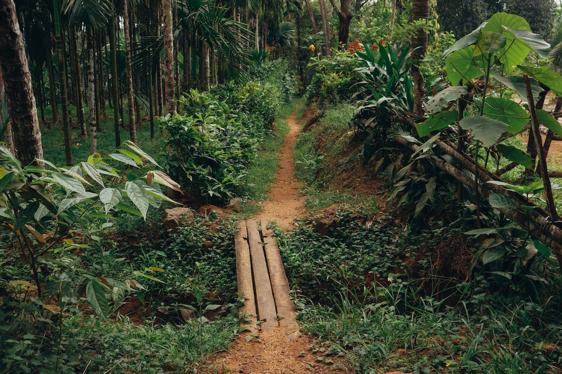 What are carbon credits?