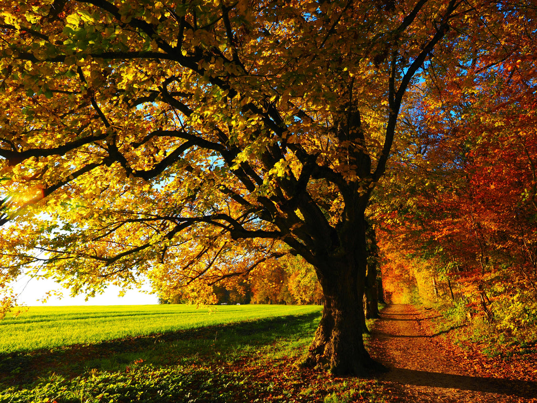 Unveiling the Bark: Busting Common Myths About Trees