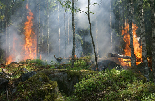 A Fiery Crisis: Escalating Wildfires in India