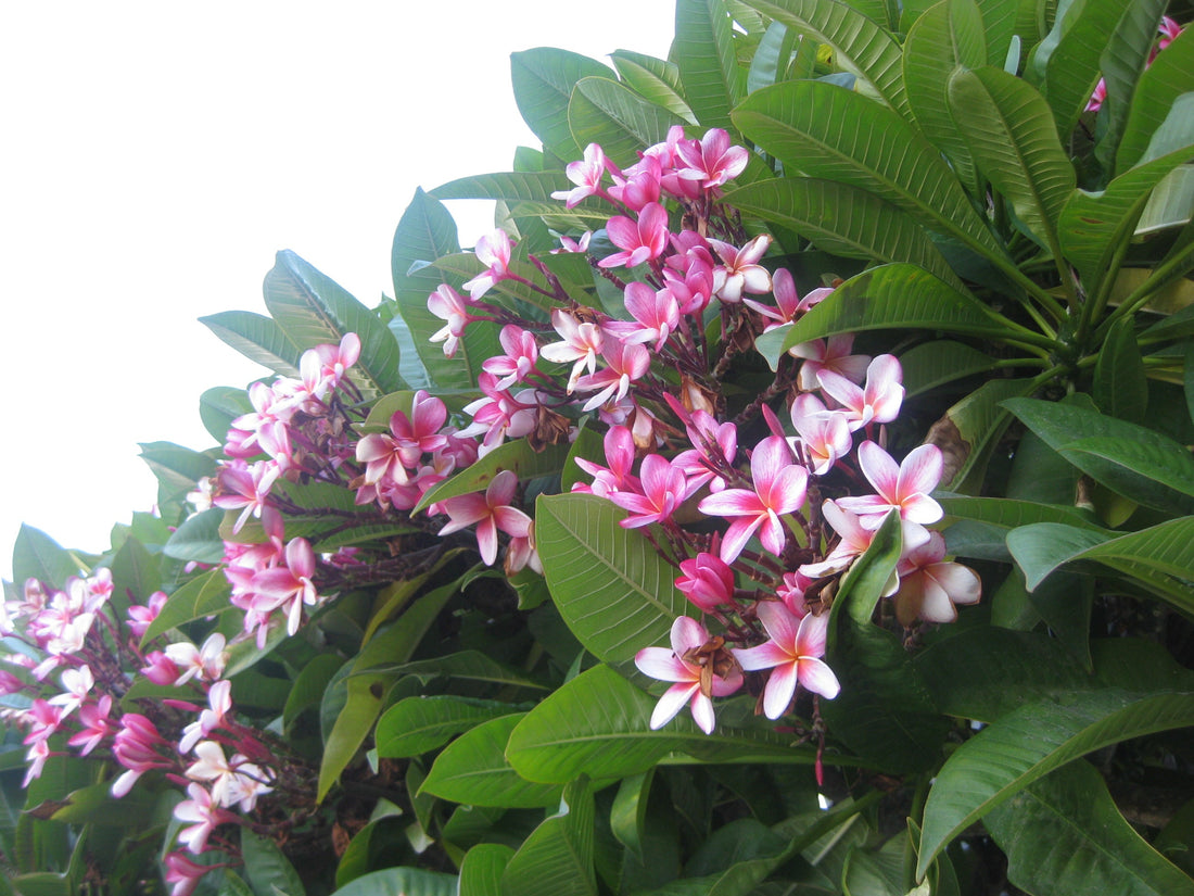 Plumeria Tree: The Ultimate Guide to Cultivating Fragrant Blooms in Your Garden