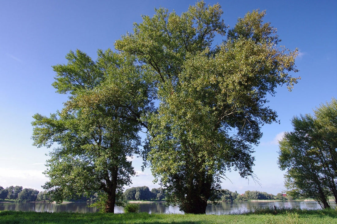 Black Poplar Tree: The Unsung Hero of Urban Landscapes and Eco-Friendly Living