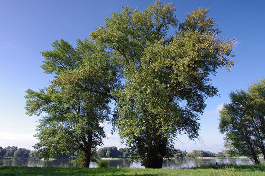 Black Poplar Tree: The Unsung Hero of Urban Landscapes and Eco-Friendly Living