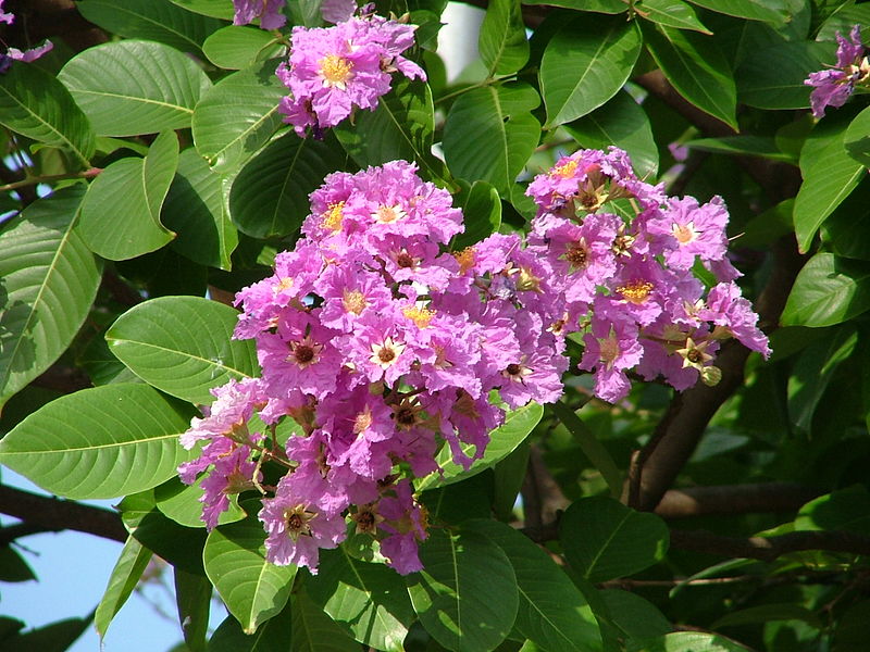 Pride of India Tree: Discover the Majestic Beauty and Cultural Significance of This Iconic Indian Flora