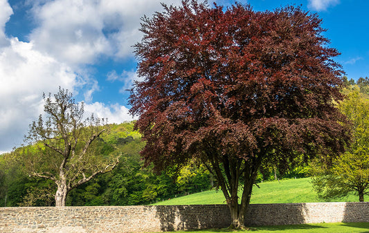 Purple Beech Tree: The Ultimate Guide to Growing and Caring for This Stunning Foliage Marvel