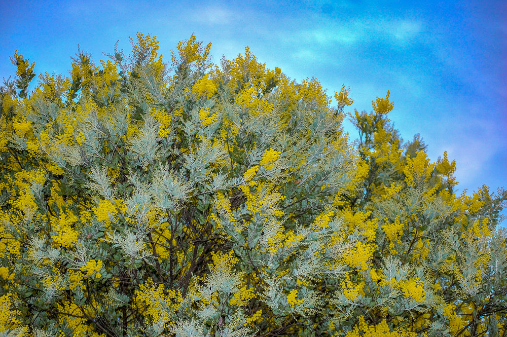 Queensland Silver Wattle Tree: Nature's Golden Jewel Unveiled