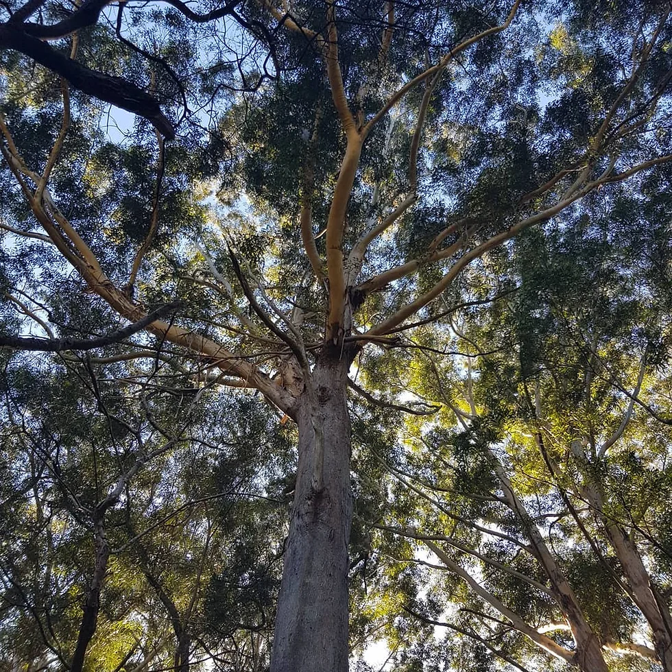Queensland Blackbutt Tree: Complete Guide to Benefits & Uses