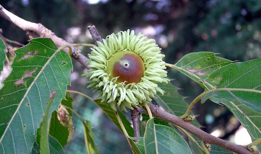 Mast Tree: The Ultimate Guide to Unlocking the Secrets of This Remarkable Tree for Your Garden