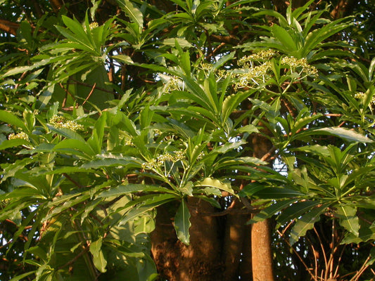 Quinine Tree: The Untold Secrets of Nature's Miracle Cure for Malaria