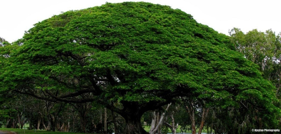 Indian Raintree Tree: Unlocking the Secrets of Nature's Majestic Canopy