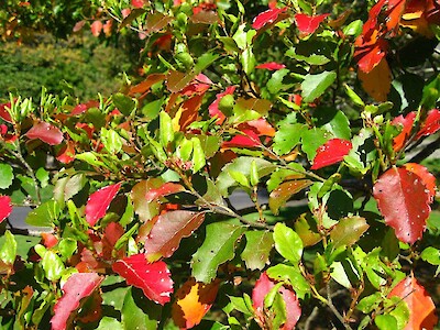 Red Beech Tree: The Majestic Marvel of Nature You Need to Know About!