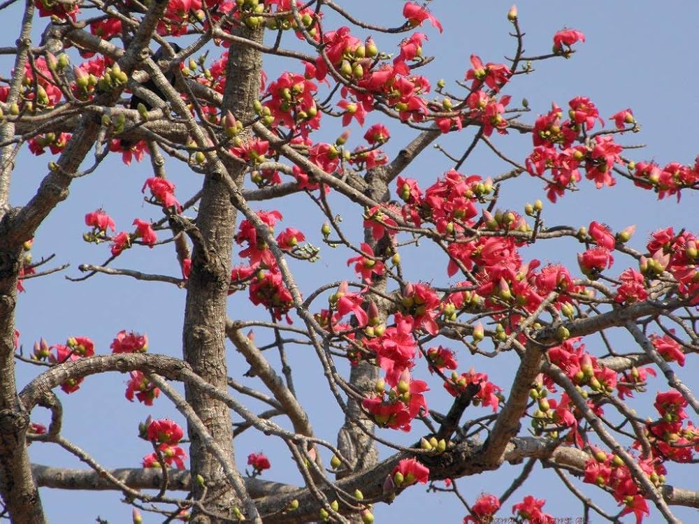 Red Kapok Tree: Nature's Majestic Giant & Environmental Wonder