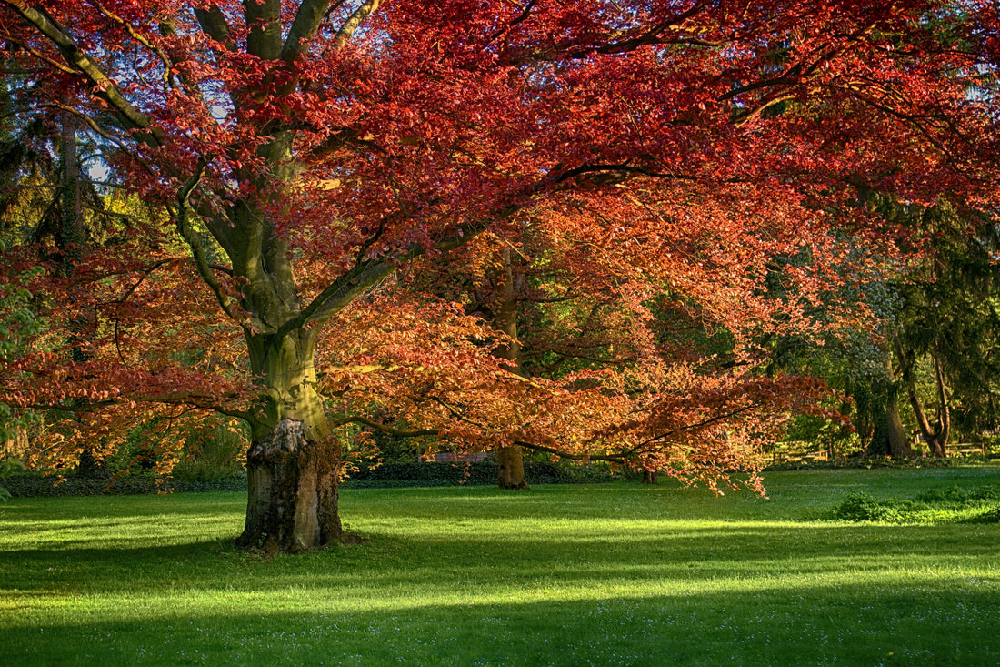 Red Oak Tree: The Ultimate Guide to Its Majestic Beauty, Benefits, and Care Tips