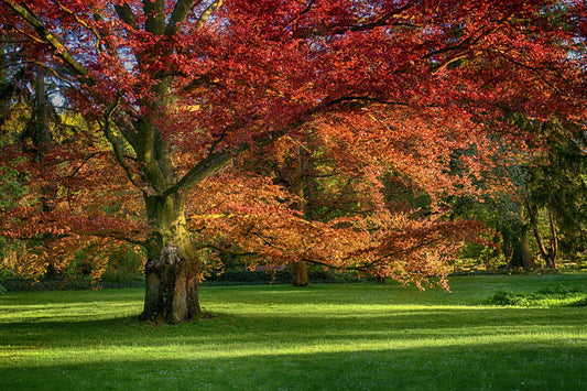 Red Oak Tree: The Ultimate Guide to Its Majestic Beauty, Benefits, and Care Tips