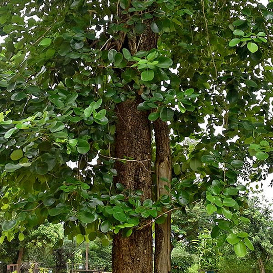 Indian Red Sandalwood Tree: Unlocking the Secrets of Nature's Most Valuable Treasure