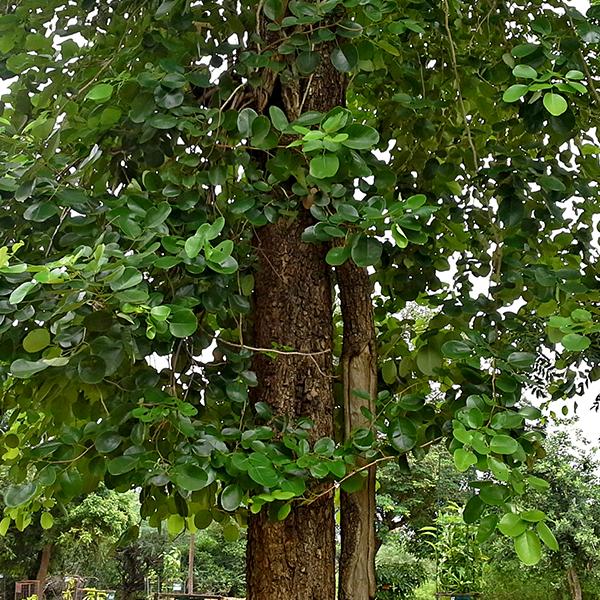 Indian Red Sandalwood Tree: Nature's Most Valuable Treasure