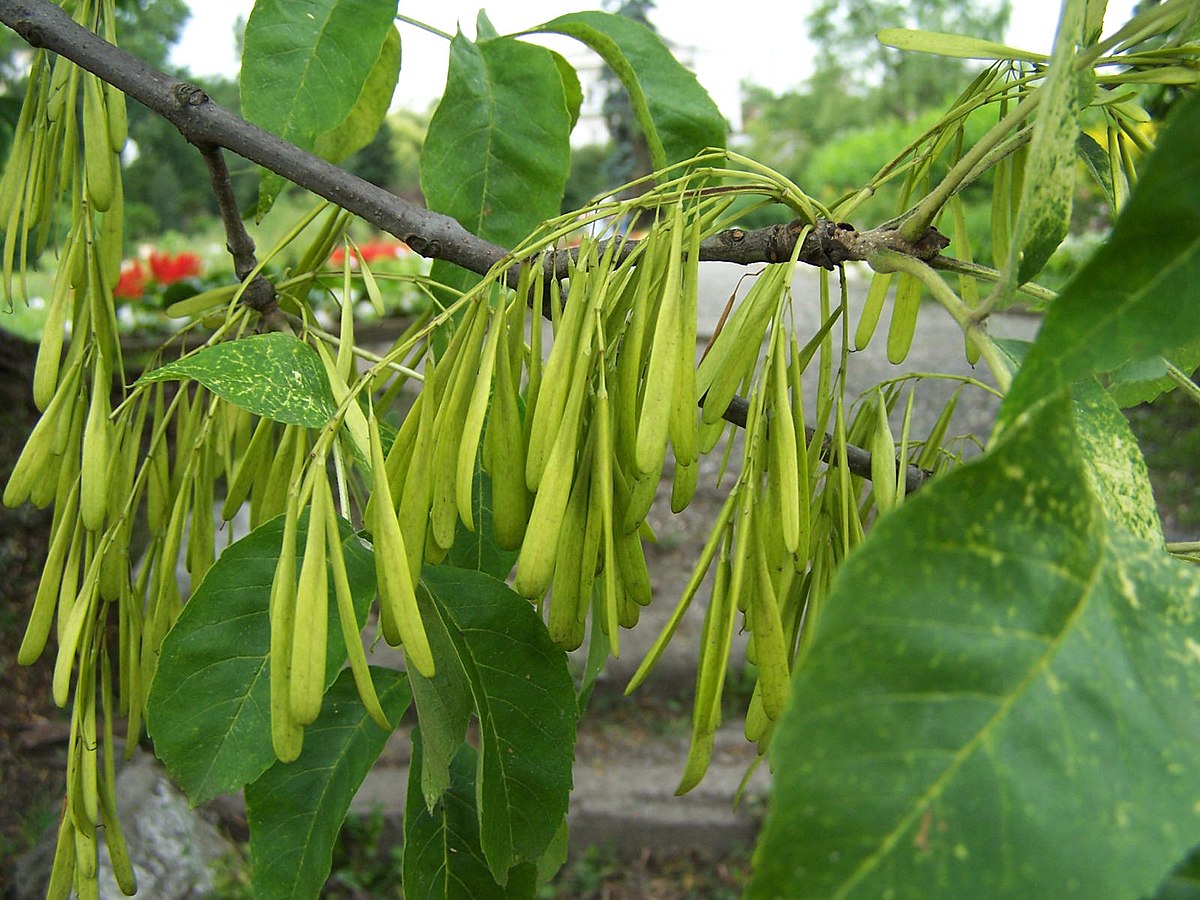 Redwood Ash Tree: Unveiling Nature's Majestic Carbon-Capturing Marvel