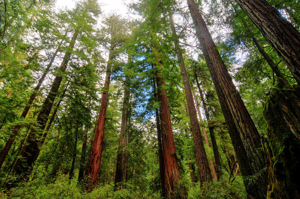 Redwood Tree: Discover the Secrets of Nature's Majestic Giants