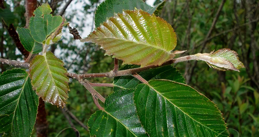 Bhojpatra Tree: An Ancient Manuscript of Heritage and Natural Elegance