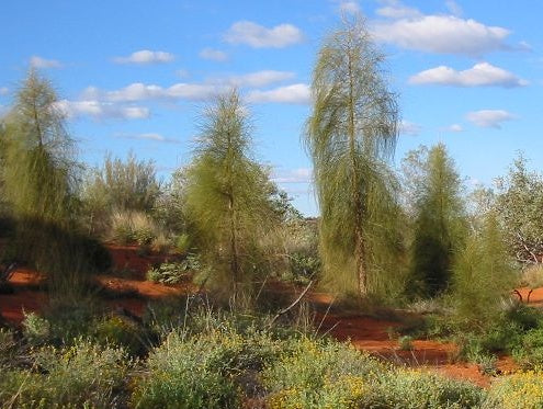 River Sheoak Tree: The Ultimate Guide to This Resilient Beauty and Its Ecological Importance
