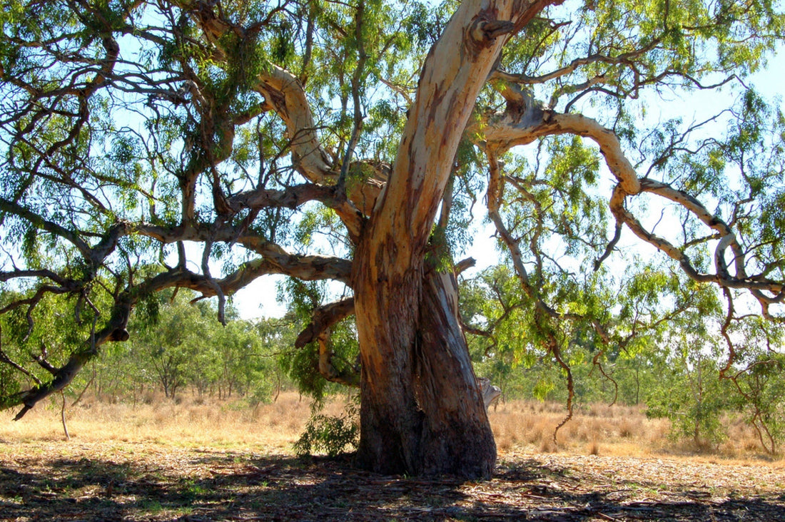 River Red Gum Tree: The Majestic Icon of Australia's Wilderness and Its Untold Secrets