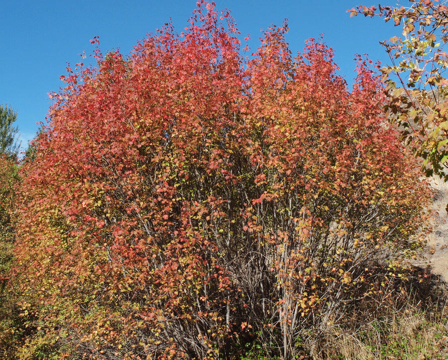 Maple Tree Growth Chart Planting Guide Earthgen International Ltd.