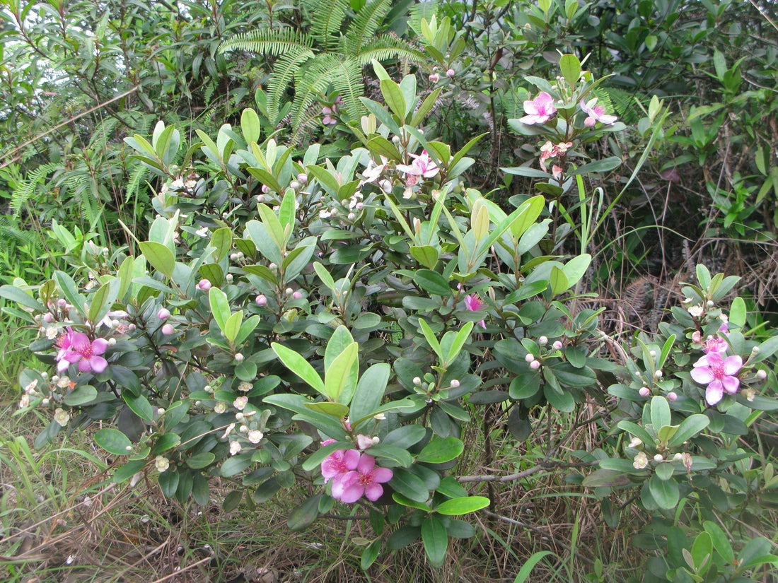 Rose Myrtle Tree: The Ultimate Guide to Growing and Caring for This Stunning Ornamental Gem!