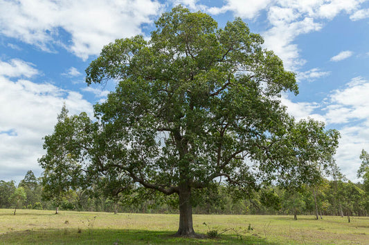 Rough Barked Apple Tree: Uncover the Secrets to Growing This Unique Variety for a Bountiful Harvest!