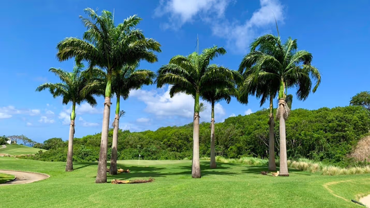 Royal Palm Tree: The Ultimate Guide to Cultivating Tropical Elegance in Your Garden