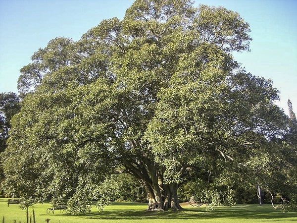 Sand Paper Tree: The Secret to Sustainable Landscaping and Eco-Friendly Living
