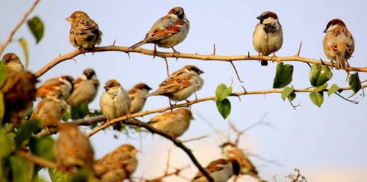 A bird that almost killed mighty China! Yes, just a few Years back.