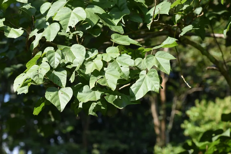 Scarlet Sterculia Tree: The Vibrant Marvel of Nature That Transforms Your Garden