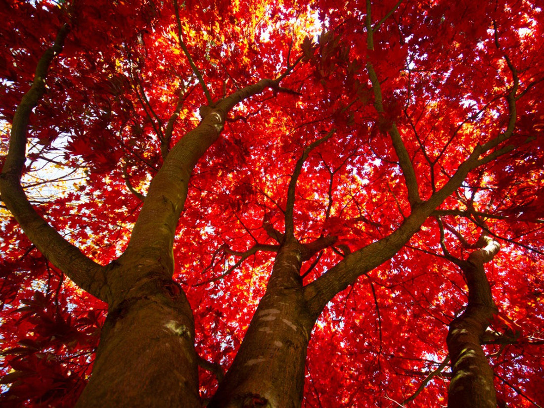Scarlet Maple Tree: The Ultimate Guide to Transforming Your Landscape with Stunning Fall Foliage