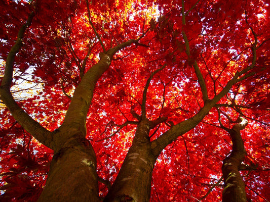 Scarlet Maple Tree: The Ultimate Guide to Transforming Your Landscape with Stunning Fall Foliage